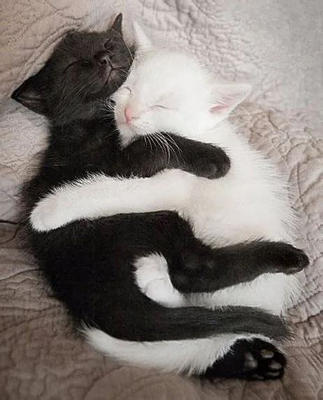 18 Incredibly Cute Pictures of Cuddling Cats