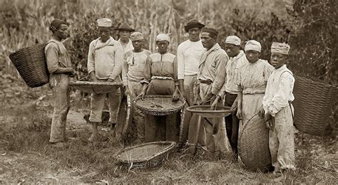 Slaves during a coffee harvest in Rio de Janeiro, Rio de Janeiro, cerca ...