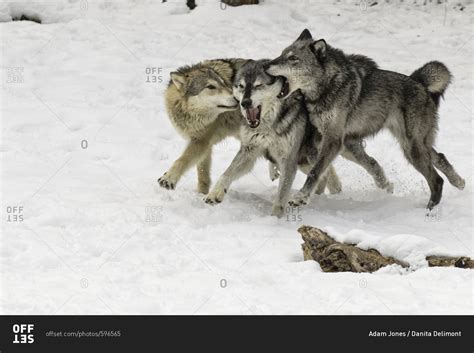 Gray Wolf or Timber Wolf, pack behavior in winter, (Captive Situation ...