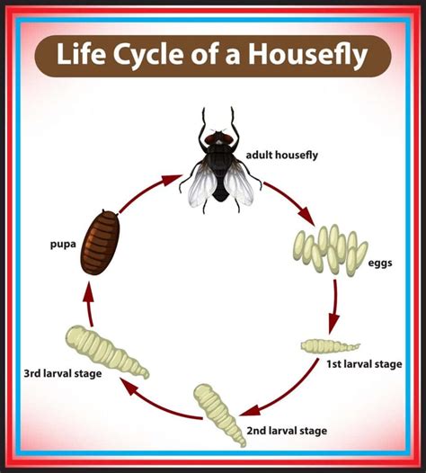 Why Are There Flies in My House? - Green Giant Home & Commercial