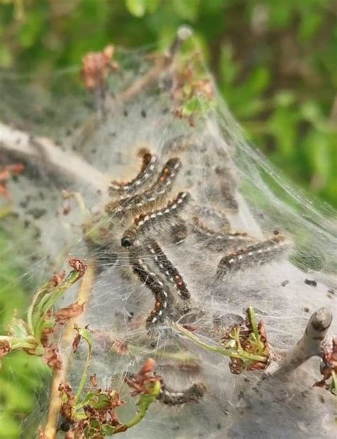 Abington Naturewatch: Brown-tailed Moth caterpillars