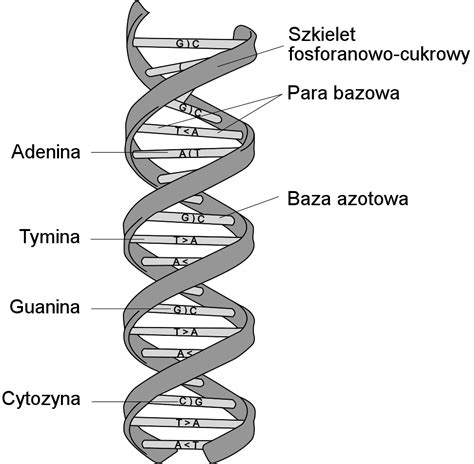 File:DNA structure and bases PL.svg - Wikimedia Commons