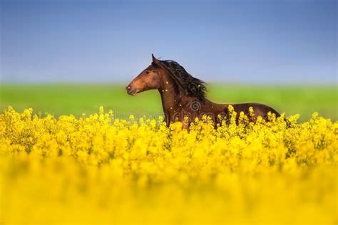 Bay horse on stock photo. Image of portrait, outdoor - 147509844