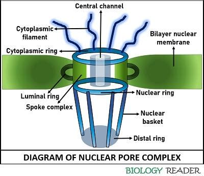 What is Nuclear Pore Complex? Definition, Structure, Import & Export ...