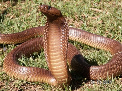 Cape Cobra Facts and New Pictures-Images | The Wildlife