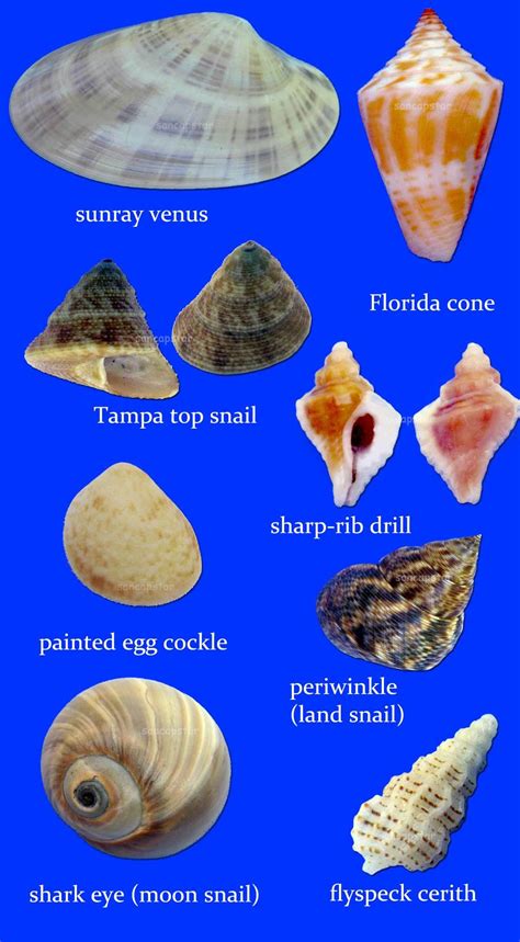 Sancapstar Shell Guide | Shells, Sanibel shells, Sea glass shell