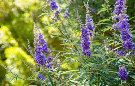 Vitex for Fertility Success – How Vitex Can Help Fertility?