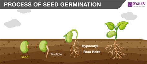 Seed germination - Process, Necessity, and its Major Factors