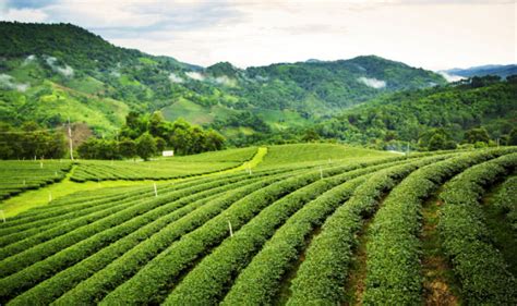 5 Tea Estates In Assam That Are a Little Paradise On Earth - Hello ...