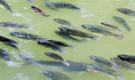 Tilapia Fish Farming Information Guide For Beginners | Asia Farming