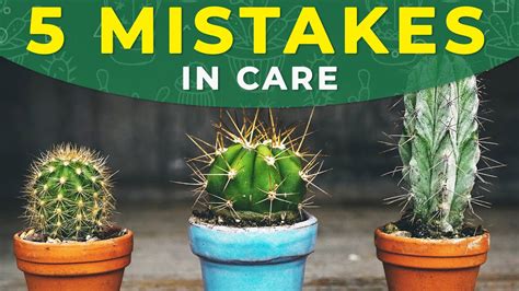 5 COMMON MISTAKES IN CACTUS CARE – HousePetsCare.com