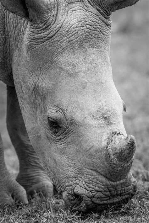 Close Up of a Baby White Rhino Stock Photo - Image of horned, calf ...