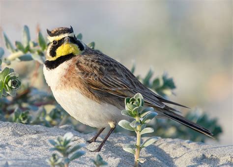 Horned Lark | Audubon Field Guide