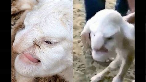 Lamb with human face terrifies villagers - YouTube