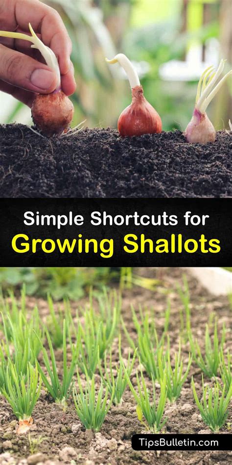 Growing Shallots - Incredible Ways to Grow and Care for Shallots