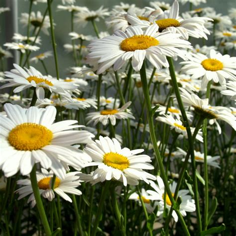 300 Shasta Daisy Seeds – Seed World