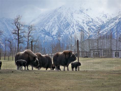 Carters In Alaska: Palmer Musk Ox Farm - May 2011