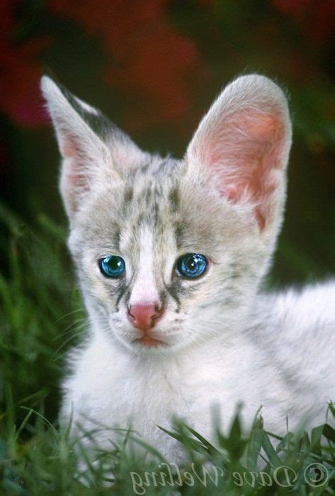 white serval cat