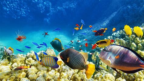 HD wallpaper: fish, underwater, coral reef, ecosystem, marine biology ...