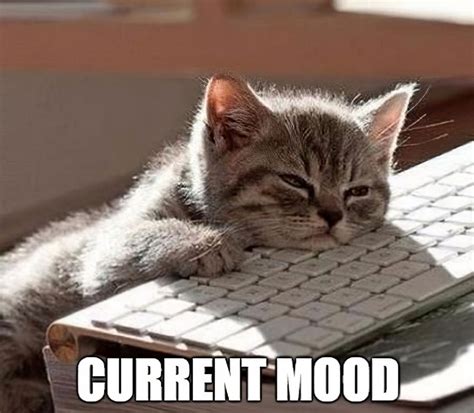 Current Mood Meme Tired | So tired meme, Tired funny, Exhausted humor