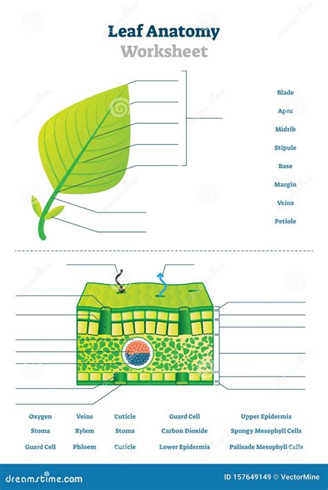 Leaf Anatomy Worksheet Key - Worksheet Educational Ideas