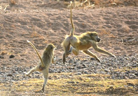 Yellow baboons playfighting in Ruaha, Tanzania. #YellowBaboon # ...