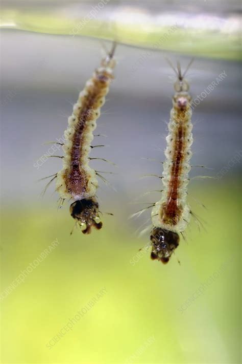 Anopheles gambiae mosquito larvae - Stock Image - C048/2208 - Science ...