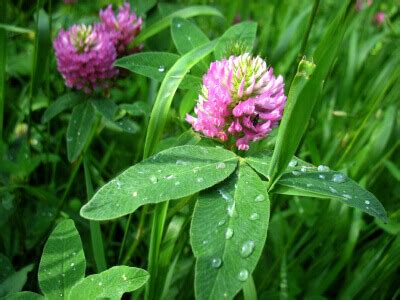 Alsike Clover Seeds 6680 | OSC Seeds