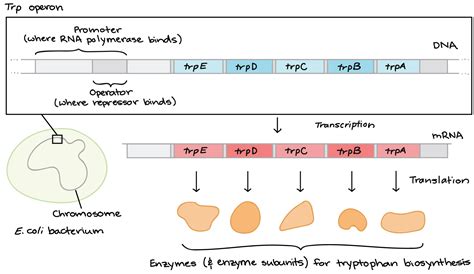 Tryptophan Operon - Study Solutions