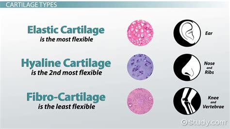 Chondrocytes | Definition, Structure & Functions - Lesson | Study.com