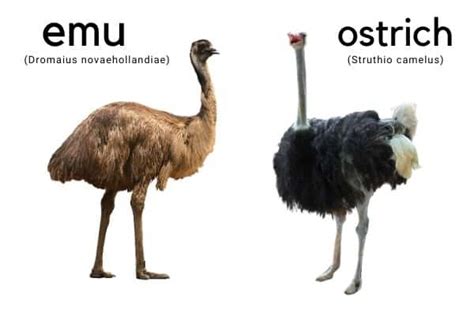 Ostrich vs Emu - Animal Corner