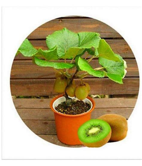 Buy Kiwi Fruit Seeds Mini Kiwi Fruit Seed Flower Dwarf Plants For Home ...