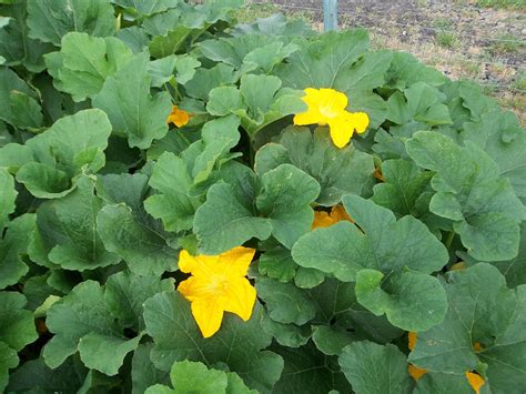 I Grow Vegetables: How to Grow Pumpkins