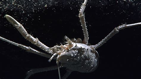 Sea star feeding - Amazing deep sea creatures of Hawaii - Pictures ...