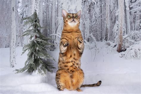 Snow Lynx Bengal Cat | thebengalway.com