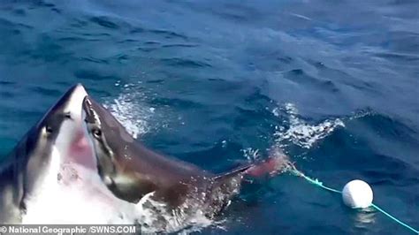 #Video Tiburón ataca y se come a otro en Australia