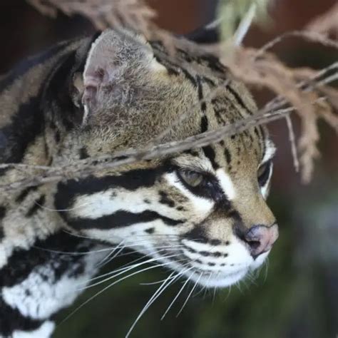 Ocelot - Facts, Diet, Habitat & Pictures on Animalia.bio