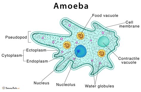 Amoeba: Definition, Structure, & Characteristics with Diagram