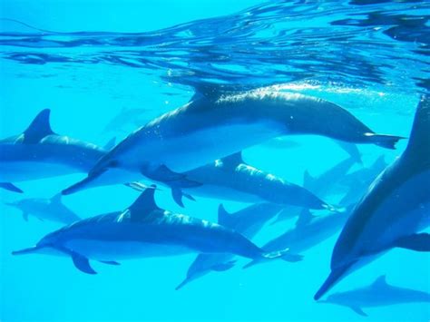 Wild Dolphin Swims Hawaii - Day Tours (Kailua-Kona): Address, Phone ...