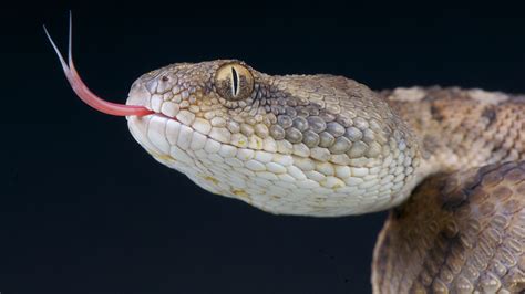 10 of the most venomous snakes on the planet | Live Science