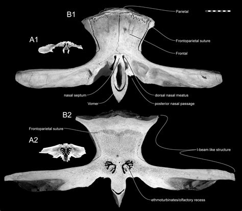 On the Olfactory Anatomy in an Archaic Whale (Protocetidae, Cetacea ...