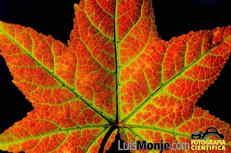 Luis Monje. Fotografía Científica¿Por qué las hojas de los árboles ...