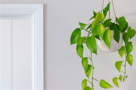 15 Indoor Hanging Plants to Greenify Your Space