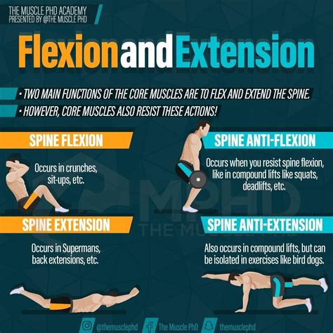 💥 Spine flexion and extension exercises are probably the most common ...