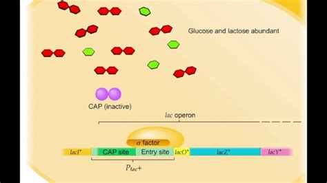 Lac operon (Animation) - YouTube