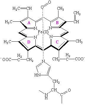 The Chemistry of Hemoglobin and Myoglobin