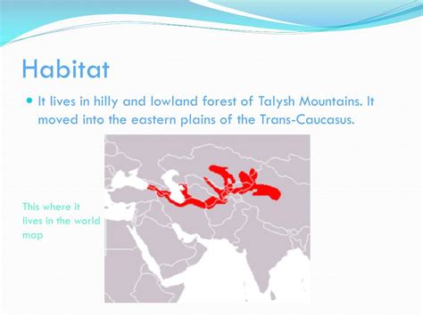 PPT - Caspian Tiger PowerPoint Presentation, free download - ID:3564042