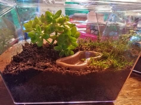 Snail Habitat | Snails in garden, Pet snails, Planted aquarium