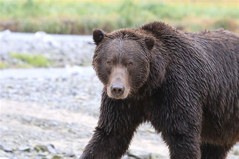 View coastal brown bears in their natural habitat on Kodiak Island ...