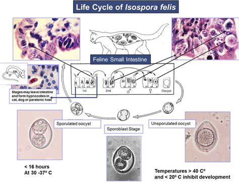 Coccidia life cycle | CAPC Vet | Life cycles, Cycle, Life